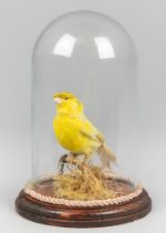 A LATE 20TH CENTURY TAXIDERMY CANARY UNDER A GLASS DOME WITH A NATURALISTIC SETTING.