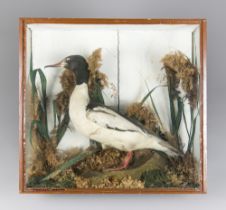 A LATE 19TH/EARLY 20TH CENTURY TAXIDERMY GOOSANDER IN A GLAZED CASE WITH A NATURALISTIC SETTING (