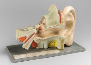 A MID-20TH CENTURY EAR ANATOMY MODEL.