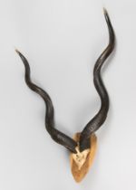 A MID-20TH CENTURY SET OF KUDU HORNS AND PART UPPER SKULL UPON A WOODEN SHIELD. (h 125cm x w 86cm