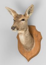 A LATE 20TH CENTURY TAXIDERMY EUROPEAN RED DEER HEAD UPON WOODEN SHIELD (CERVUS ELAPHUS