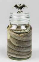 WET SPECIMEN OF A SNAKE IN A GLASS APOTHECARY JAR.