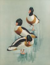 RAYMOND C WATSON (1935 - 1994), A LARGE SIGNED SHELDUCKS PRINT, GILT FRAMED. Attached to verso is