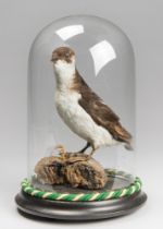 A 20TH CENTURY TAXIDERMY LITTLE AUK UNDER A GLASS DOME WITH A NATURALISTIC SETTING (ALLE ALLE).