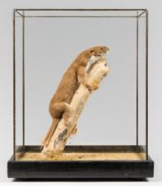 A LATE 20TH CENTURY TAXIDERMY WEASEL IN A GLAZED CASE WITH A NATURALISTIC SETTING (MUSTELA).
