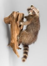 A LATE 20TH CENTURY TAXIDERMY RACCOON UPON A NATURALISTIC WALL MOUNT (PROCYON LOTOR). (h 61cm x w