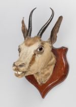 A LATE 19TH CENTURY TAXIDERMY SPRINGBOK HEAD UPON AN OAK SHIELD (ANTIDORCAS MARSUPIALIS). Female.