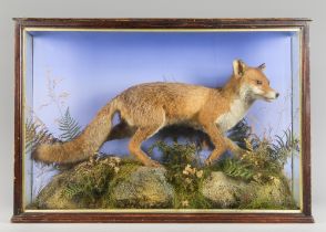 S. KING, HEREFORDSHIRE, A LATE 19TH/EARLY 20TH CENTURY TAXIDERMY FOX IN A GLAZED CASE WITH A