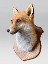 A LATE 20TH CENTURY TAXIDERMY FOX HEAD UPON OAK SHIELD (VULPES VULPES). (h 28cm x w 22cm x d 26cm)