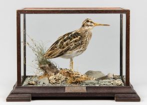 A LATE 20TH CENTURY TAXIDERMY JACK SNIPE IN A GLAZED CASE WITH A NATURALISTIC SETTING (