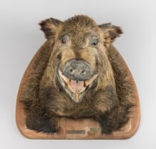 A LARGE LATE 20TH CENTURY EUROPEAN WILD BOAR HEAD UPON OAK SHIELD (SUS SCROFA). Brass plaque