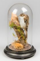 A LATE 20TH CENTURY TAXIDERMY EURASIAN TREECREEPER UNDER A GLASS DOME WITH A NATURALISTIC SETTING (