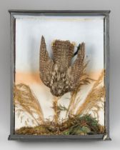 A LATE 19TH CENTURY TAXIDERMY NIGHTJAR IN A GLAZED CASE WITH A NATURALISTIC SETTING (CAPRIMULGIDAE).