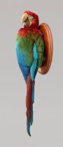 A 20TH CENTURY TAXIDERMY RED-AND-GREEN MACAW UPON A NATURALISTIC WALL MOUNT (ARA CHLOROPTERUS). (h