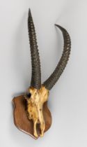 A MID-20TH CENTURY SET OF SABLE ANTELOPE HORNS AND UPPER SKULL UPON AN OAK SHIELD (HIPPOTRAGUS