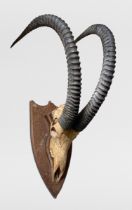 A LARGE LATE 19TH CENTURY SET OF SABLE ANTELOPE HORNS AND UPPER SKULL UPON AN OAK SHIELD (