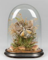 A LATE 19TH/EARLY 20TH CENTURY TAXIDERMY BRAMBLING UNDER A GLASS DOME WITH A NATURALISTIC SETTING (