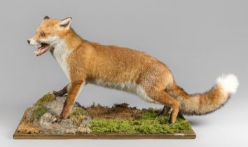 A LATE 20TH CENTURY TAXIDERMY FOX UPON A NATURALISTIC BASE (VULPES VULPES). (h 51cm x w 94cm x d