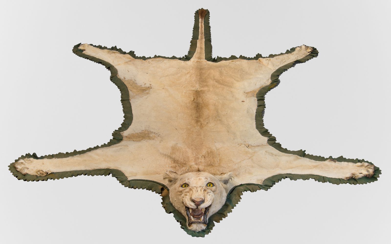 Natural History, Taxidermy & Curiosities Auction