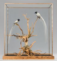 A MAGNIFICENT TAXIDERMY DIORAMA OF TWO PARADISE FLYCATCHERS (TERPSIPHONE). Mounted in an oak