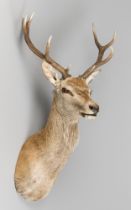 A MODERN TAXIDERMY SCOTTISH HIGHLAND RED DEER STAG (CERVUS ELAPHUS). (h 120cm x w 66cm x d 66cm)