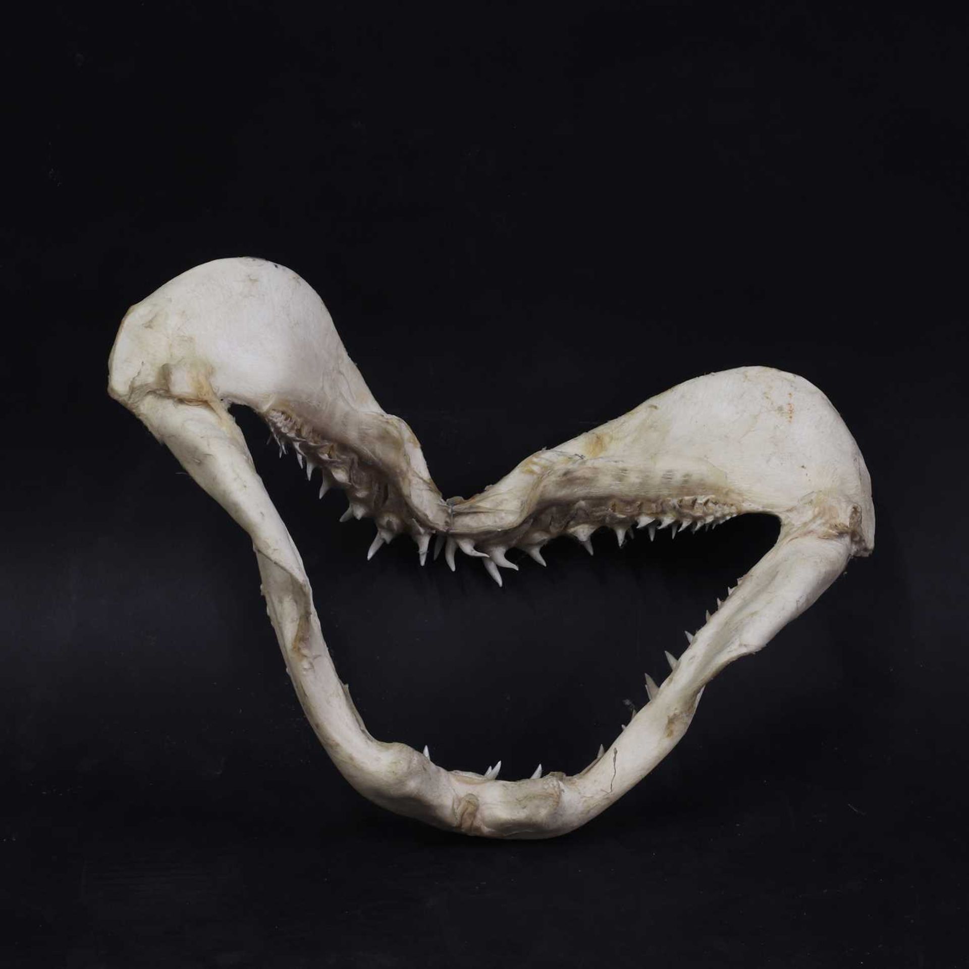 An articulated shark's jaw, - Bild 3 aus 3