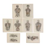 A group of eight Victorian anatomical lithographs,
