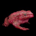 A resin sculpture of a toad,