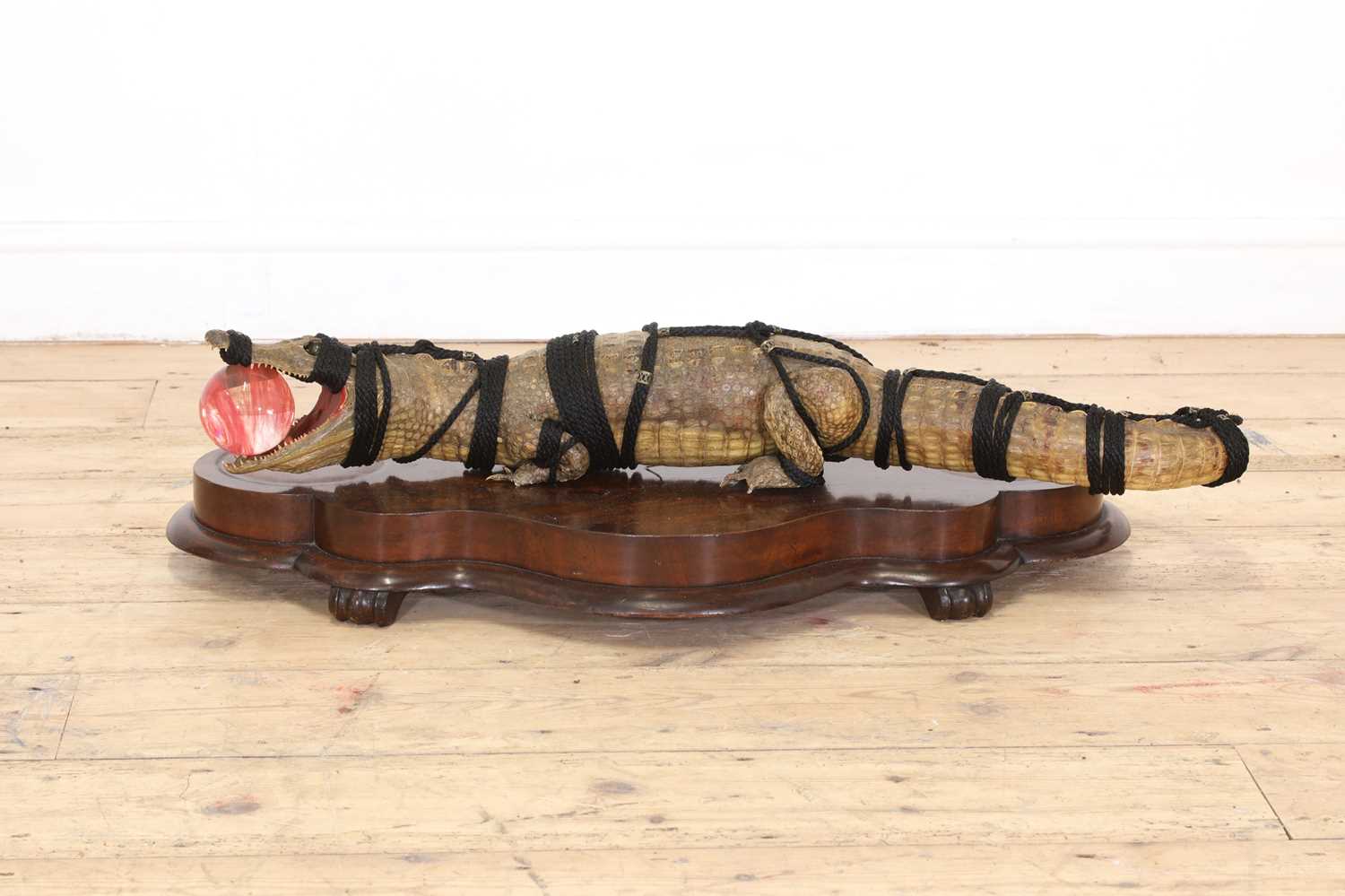 A Shibari crocodile taxidermy,