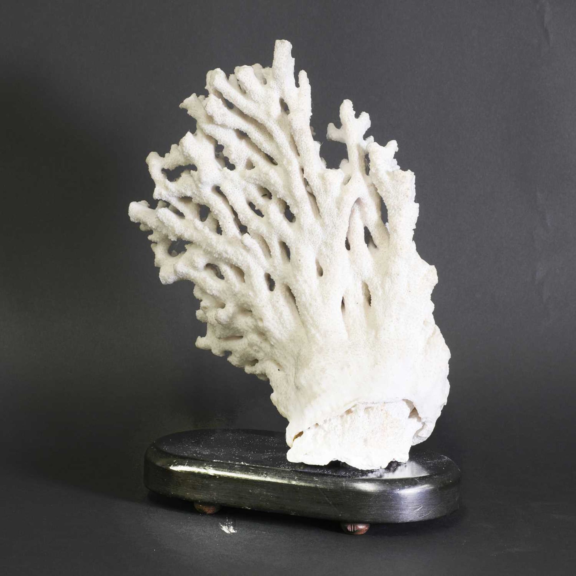 A finger coral wall fragment, - Bild 3 aus 3