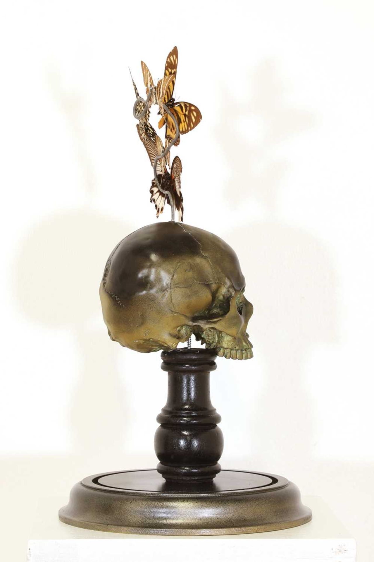 A taxidermy vanitas, - Image 4 of 4