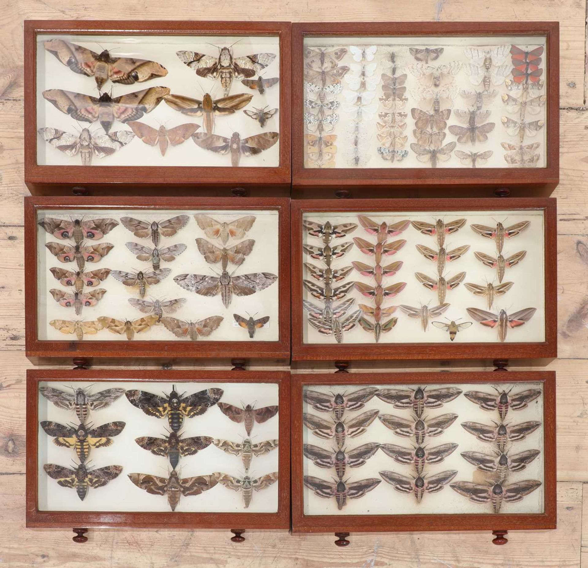 A Victorian mahogany entomology cabinet,