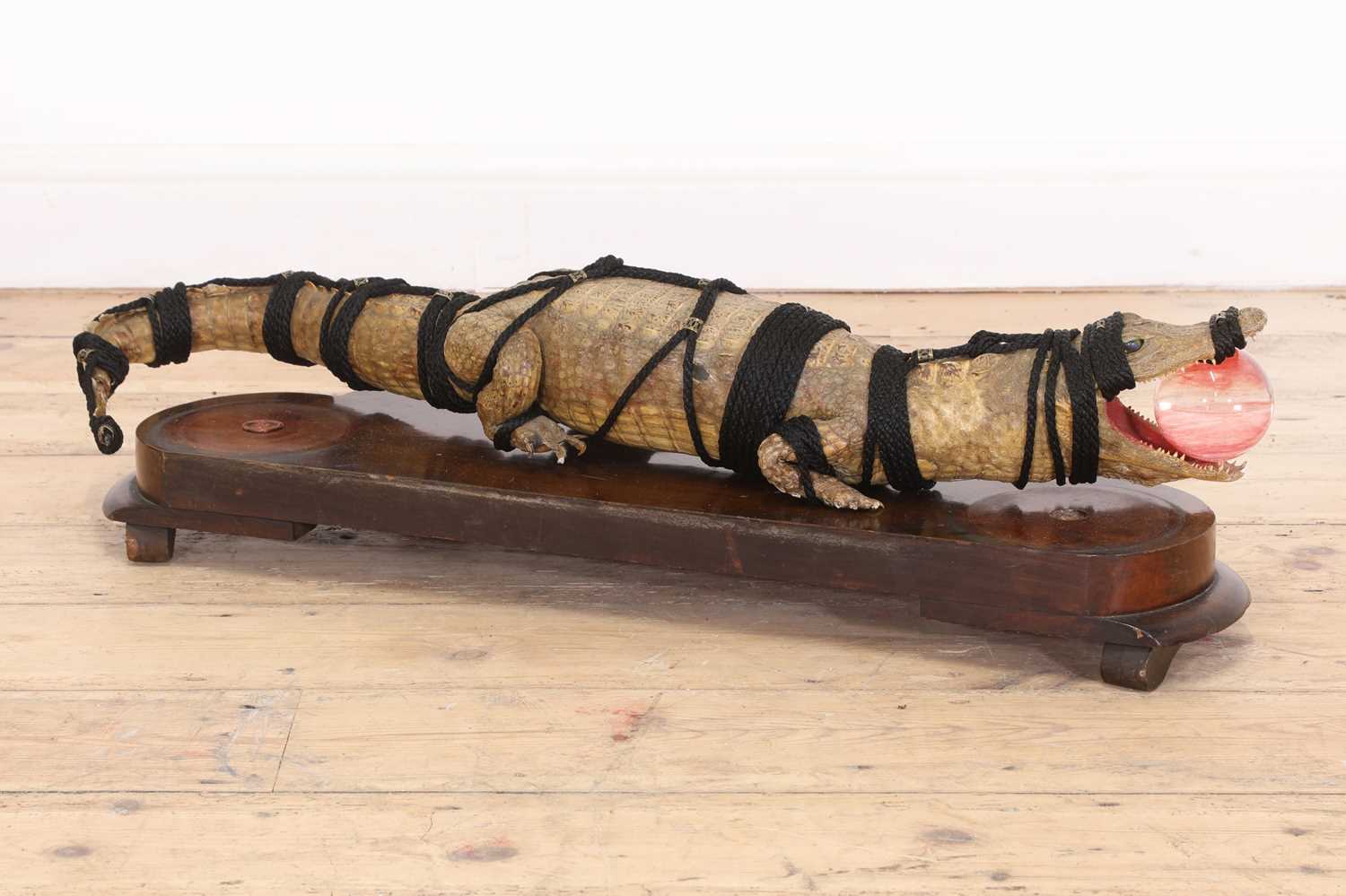 A Shibari crocodile taxidermy, - Image 3 of 3