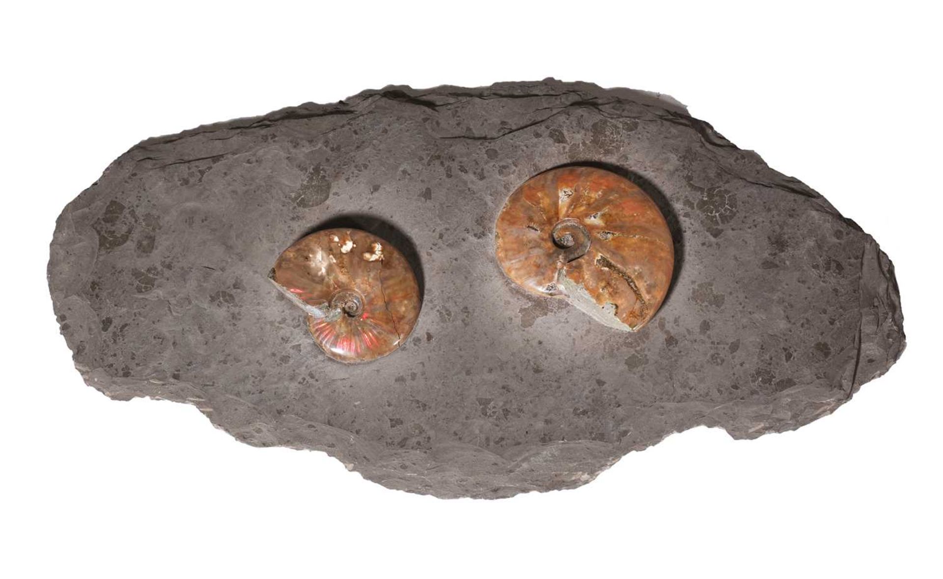 A pair of iridescent ammonites,