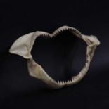 An articulated bull shark jaw,