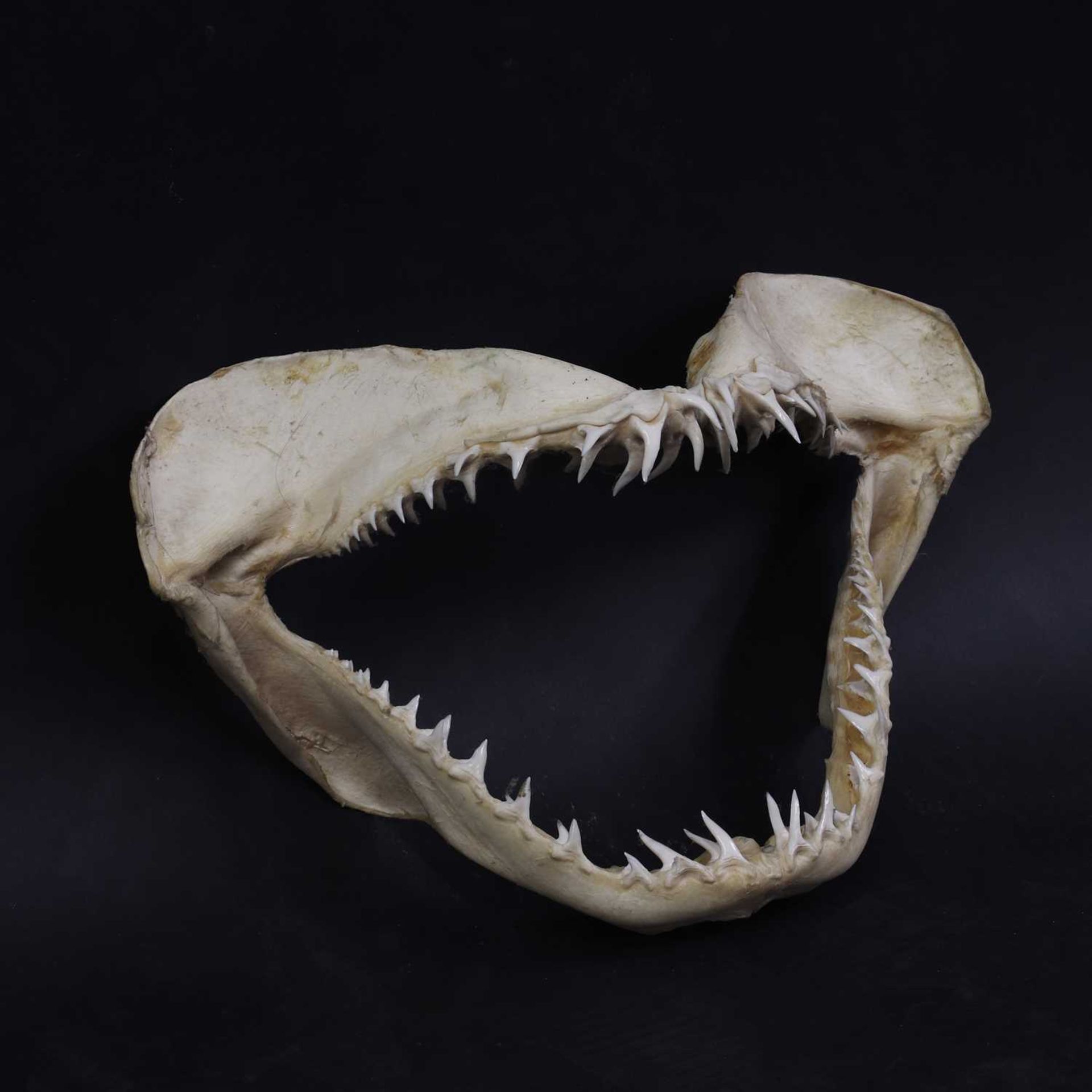 An articulated shark's jaw,