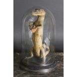 An anthropomorphic taxidermy of a juvenile crocodile,