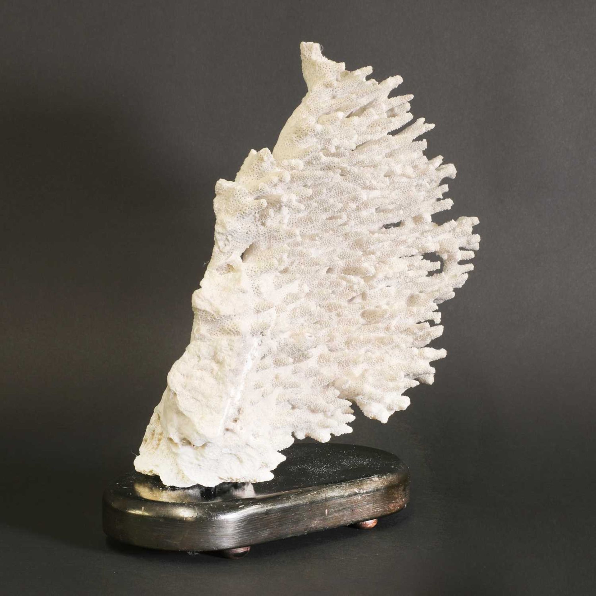 A finger coral wall fragment, - Bild 2 aus 3