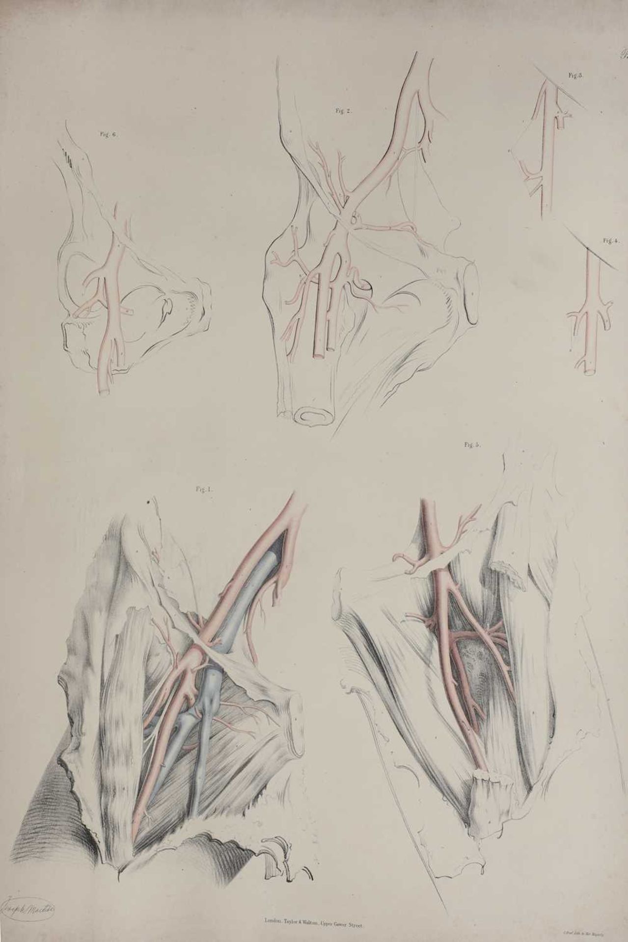 Anatomical: 'The Anatomy of the Arteries of the Human Body', - Image 4 of 5