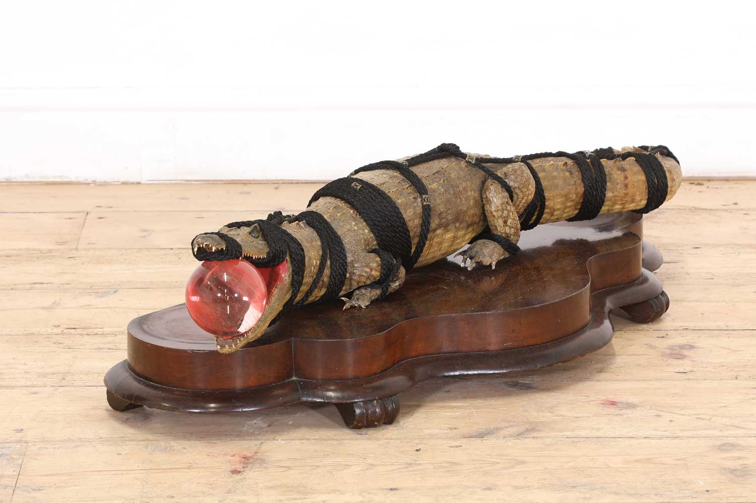 A Shibari crocodile taxidermy, - Image 2 of 3