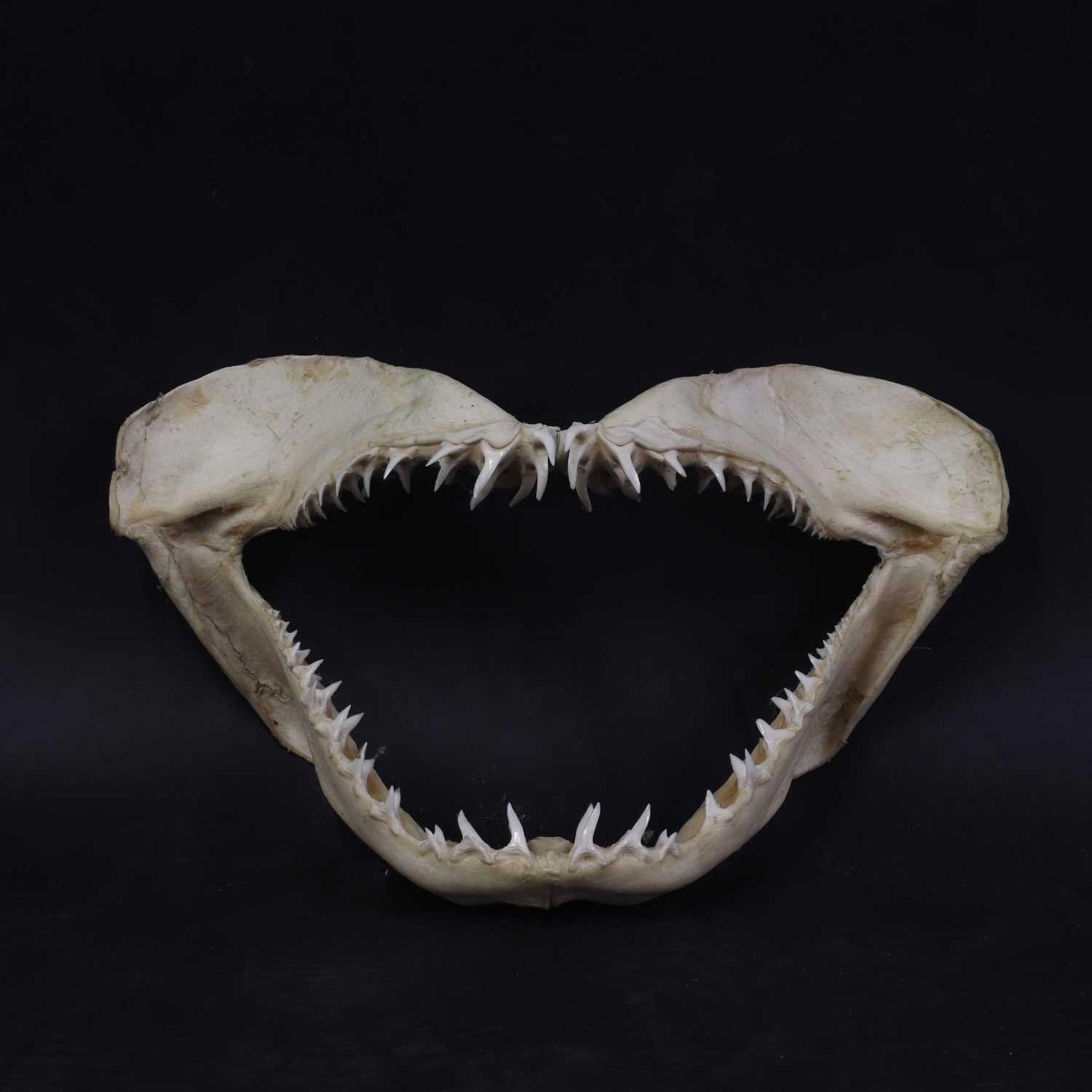An articulated shark's jaw, - Bild 2 aus 3