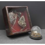 A Victorian taxidermy albino mouse,