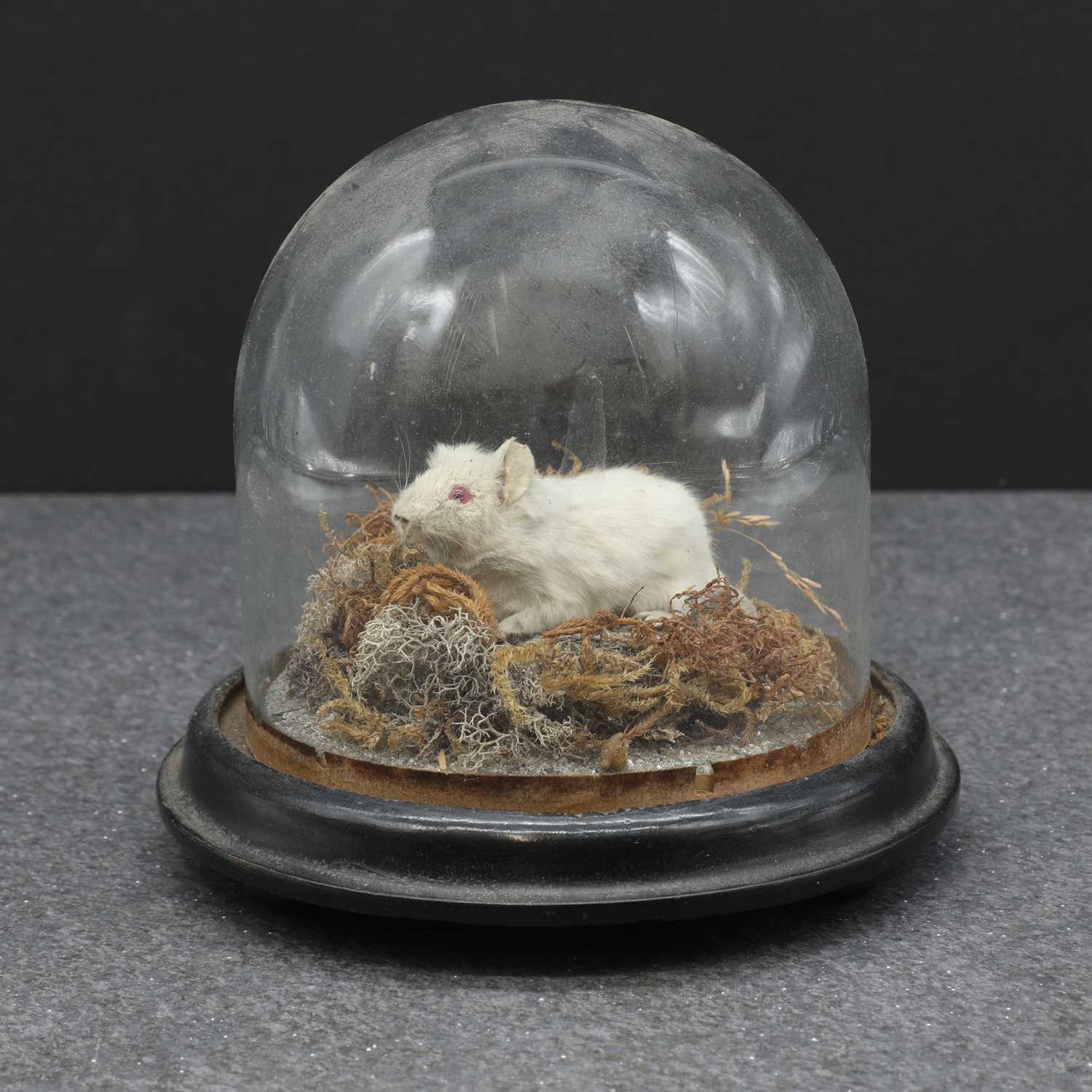 A Victorian taxidermy albino mouse, - Image 2 of 5