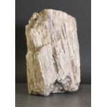 A fossilised wood specimen,