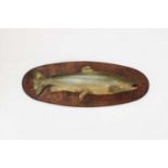 A painted wooden and composition salmon mount,