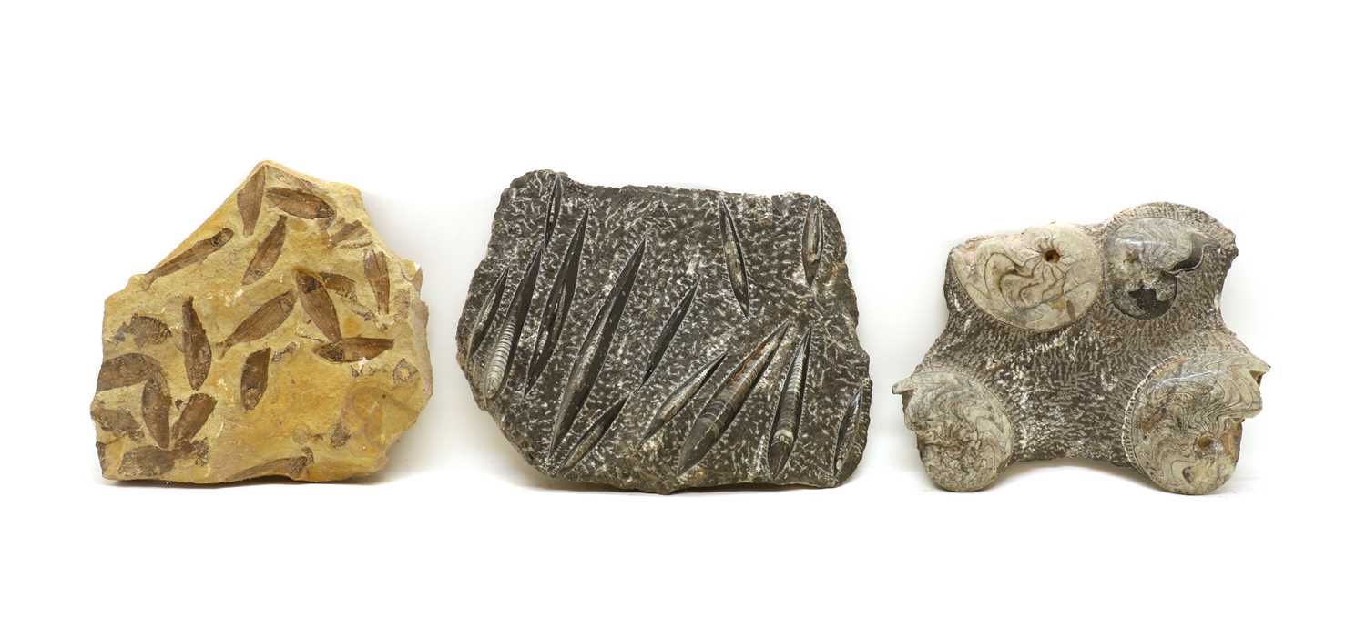A group of three fossil formations
