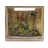Taxidermy: A diorama of six Kingfishers