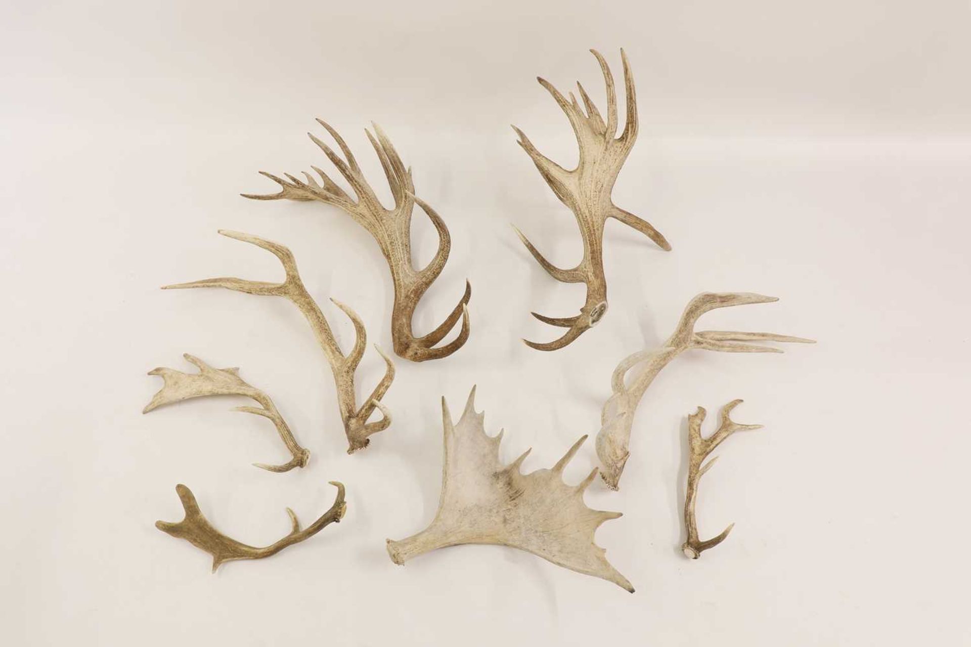 A collection of loose red deer, fallow deer and elk antlers