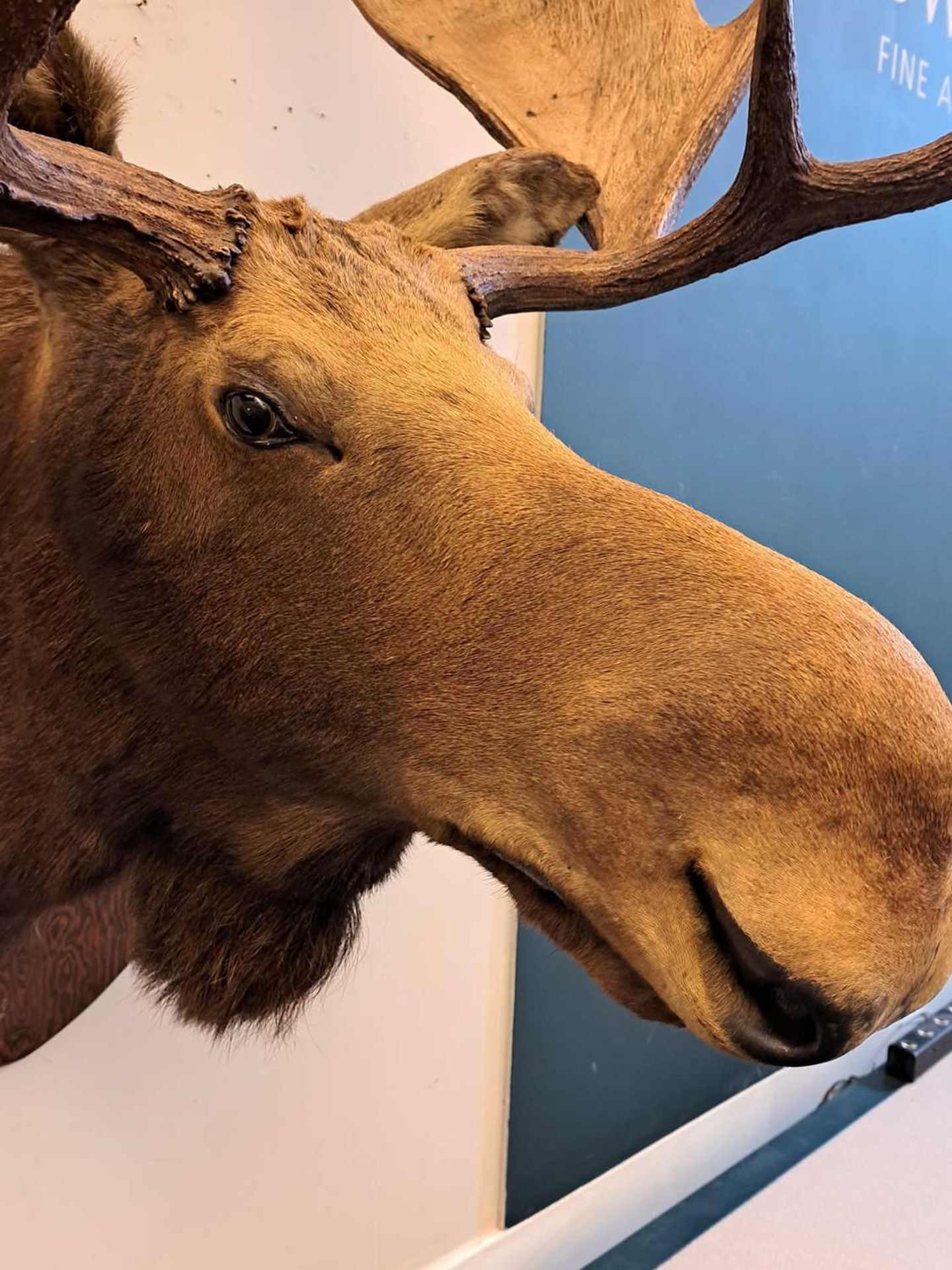 Taxidermy: Canadian moose - Image 7 of 23