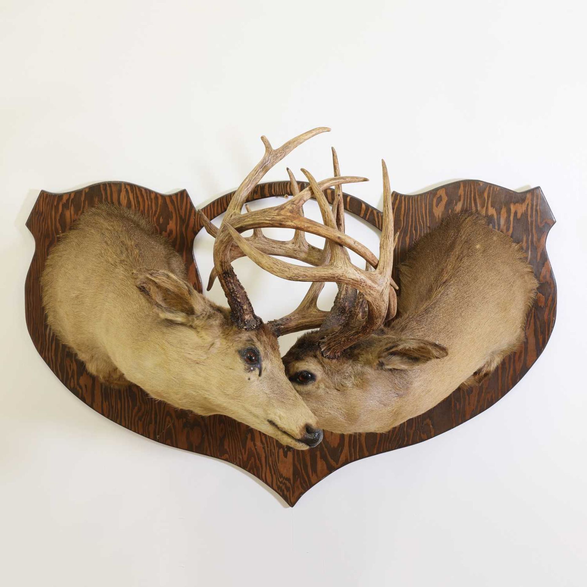 Taxidermy: Two Canadian white-tailed deer